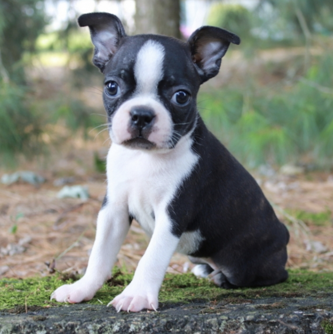 comprar cachorros sanos, baratos y asequibles para la venta